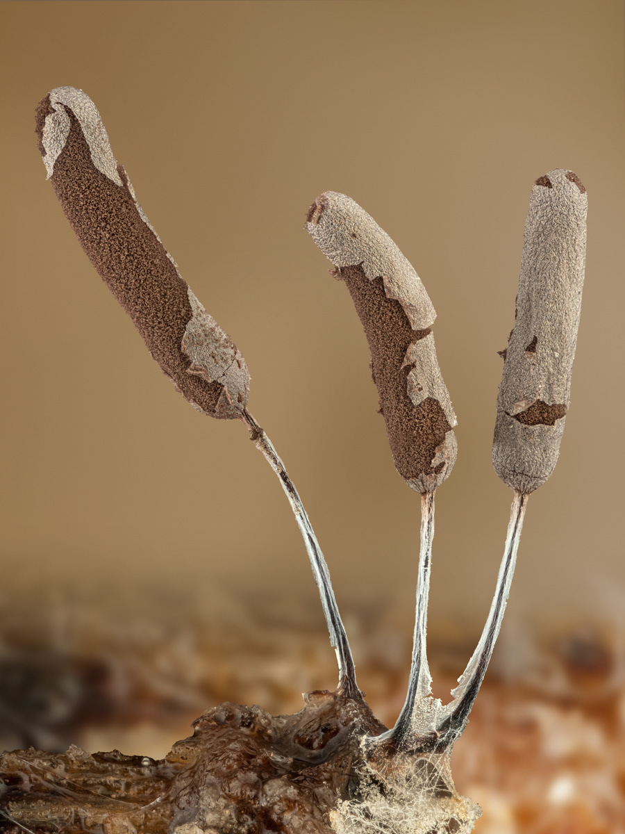 Stamonitopsis sp.