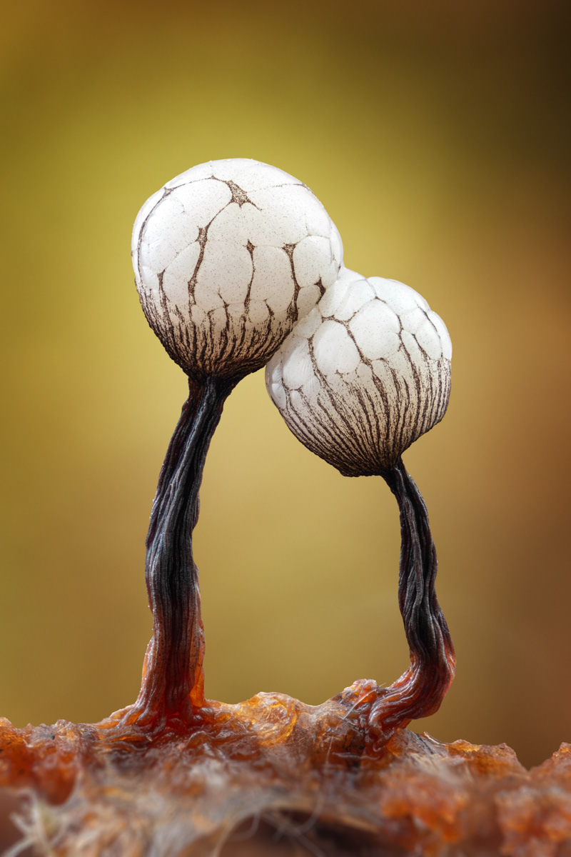 Cribraria sp.