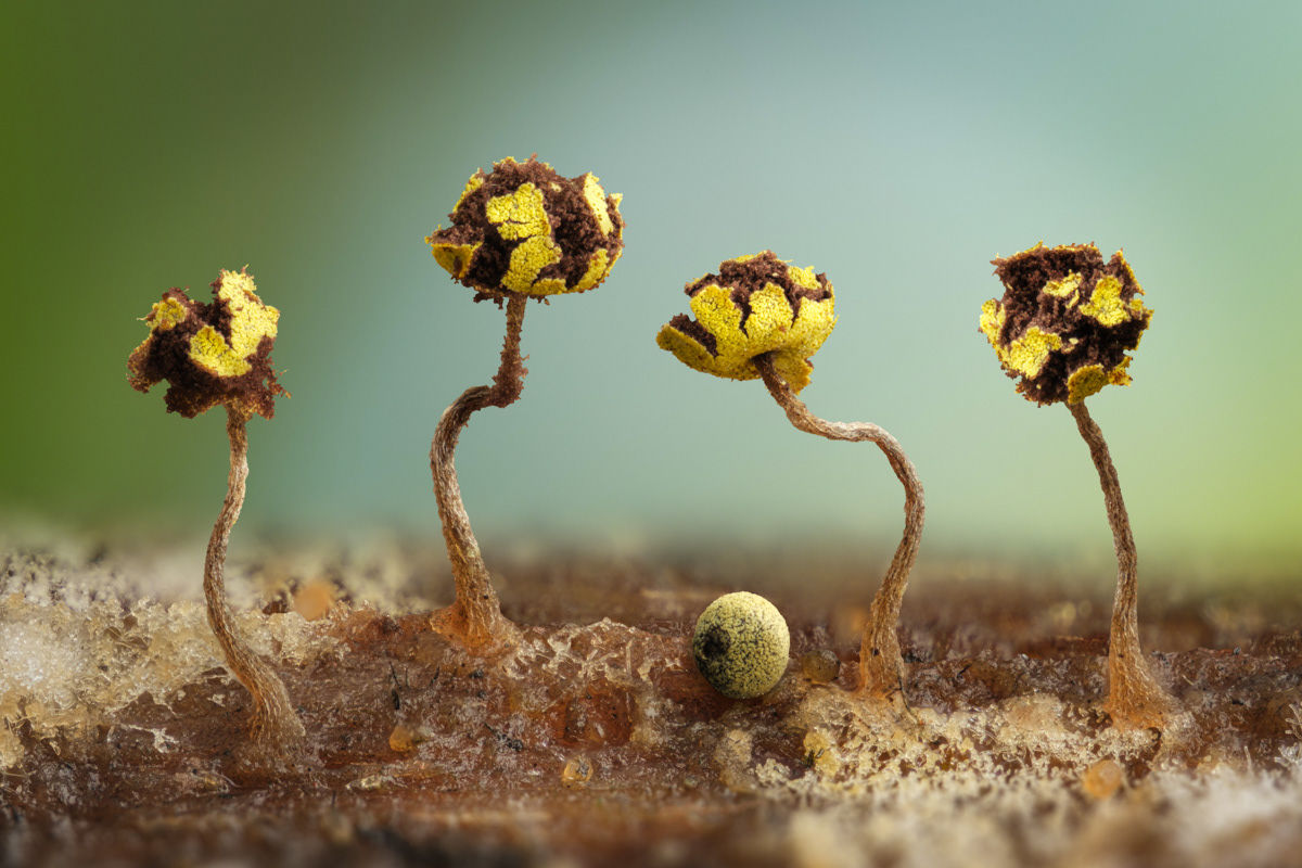 Physarum citrinum
