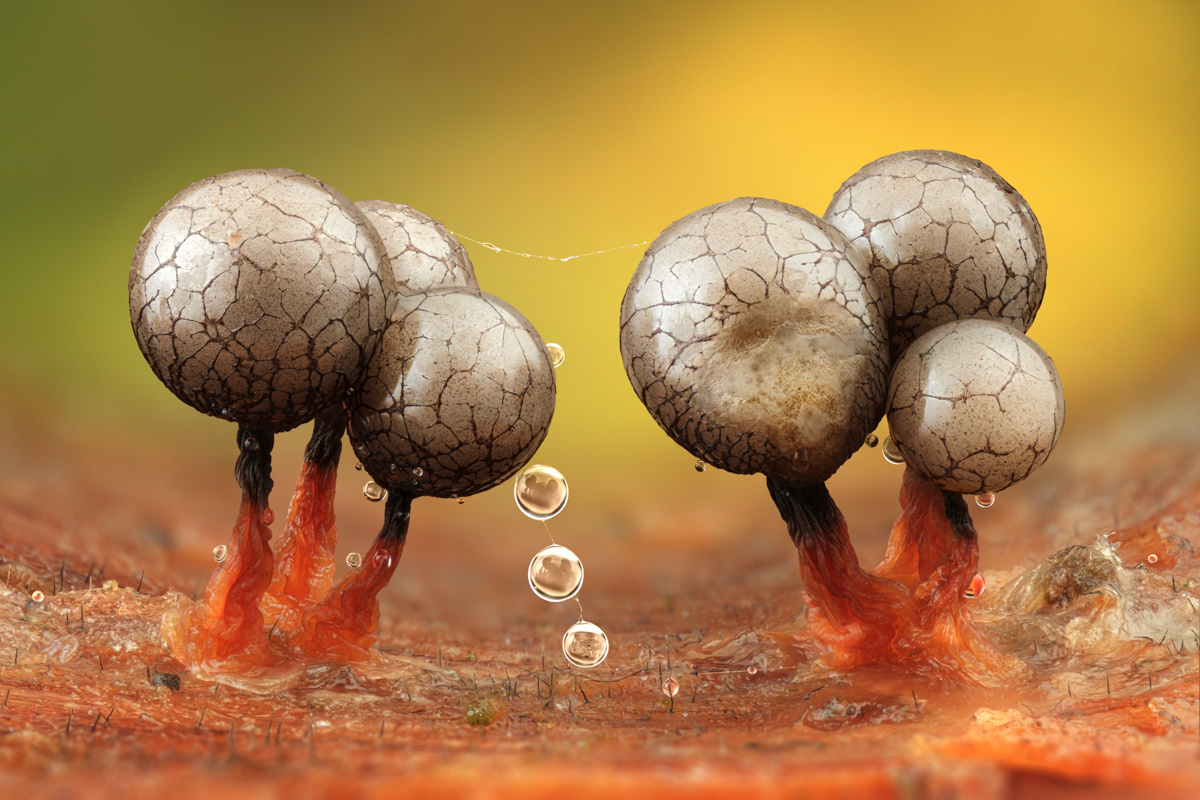 Cribraria sp.