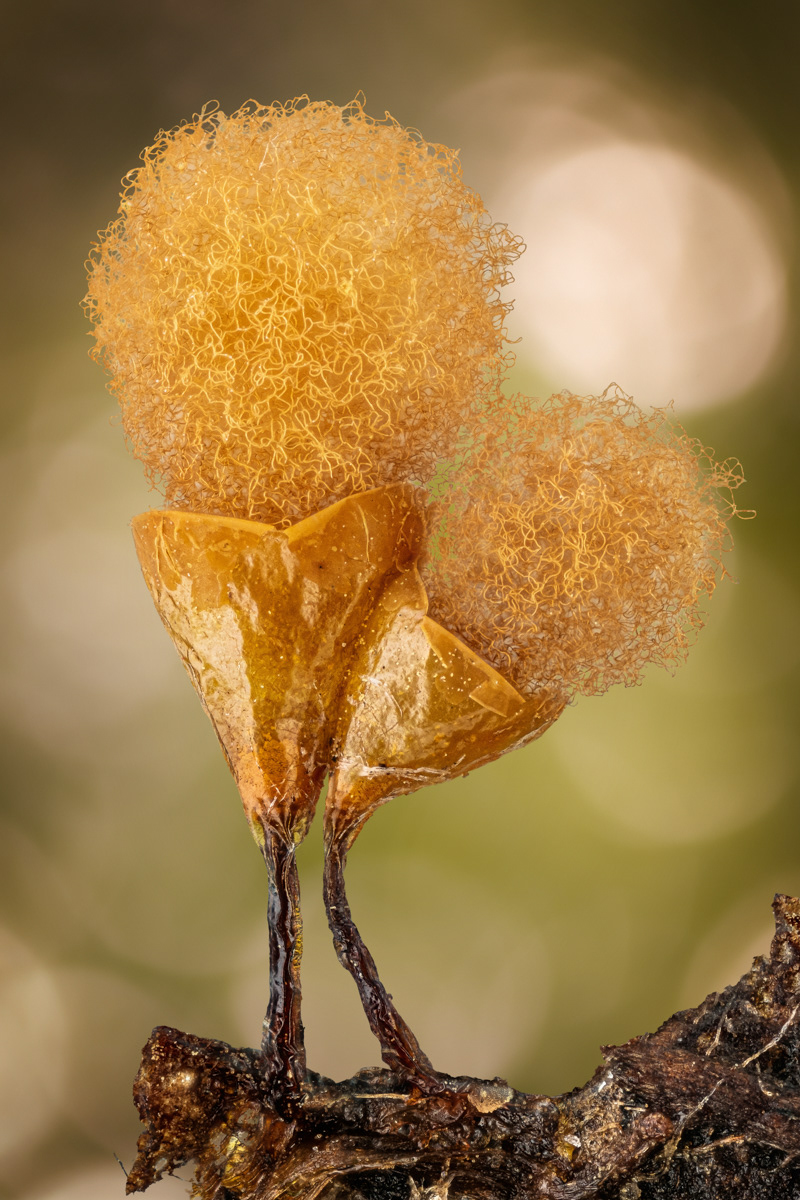 Hemitrichia sp.