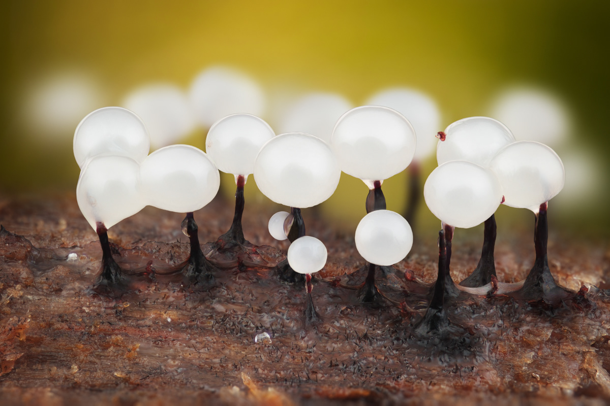 Lamproderma sp.
