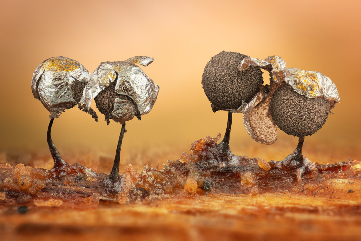 Laproderma sp.