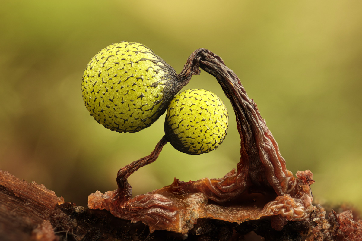 Cribraria auriantiaca