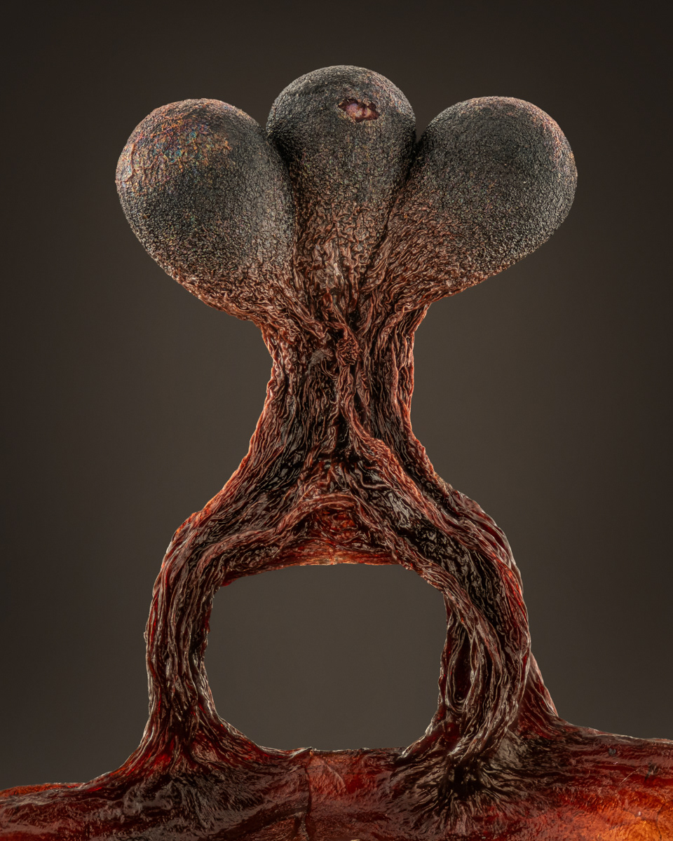 Metatrichia vesparium