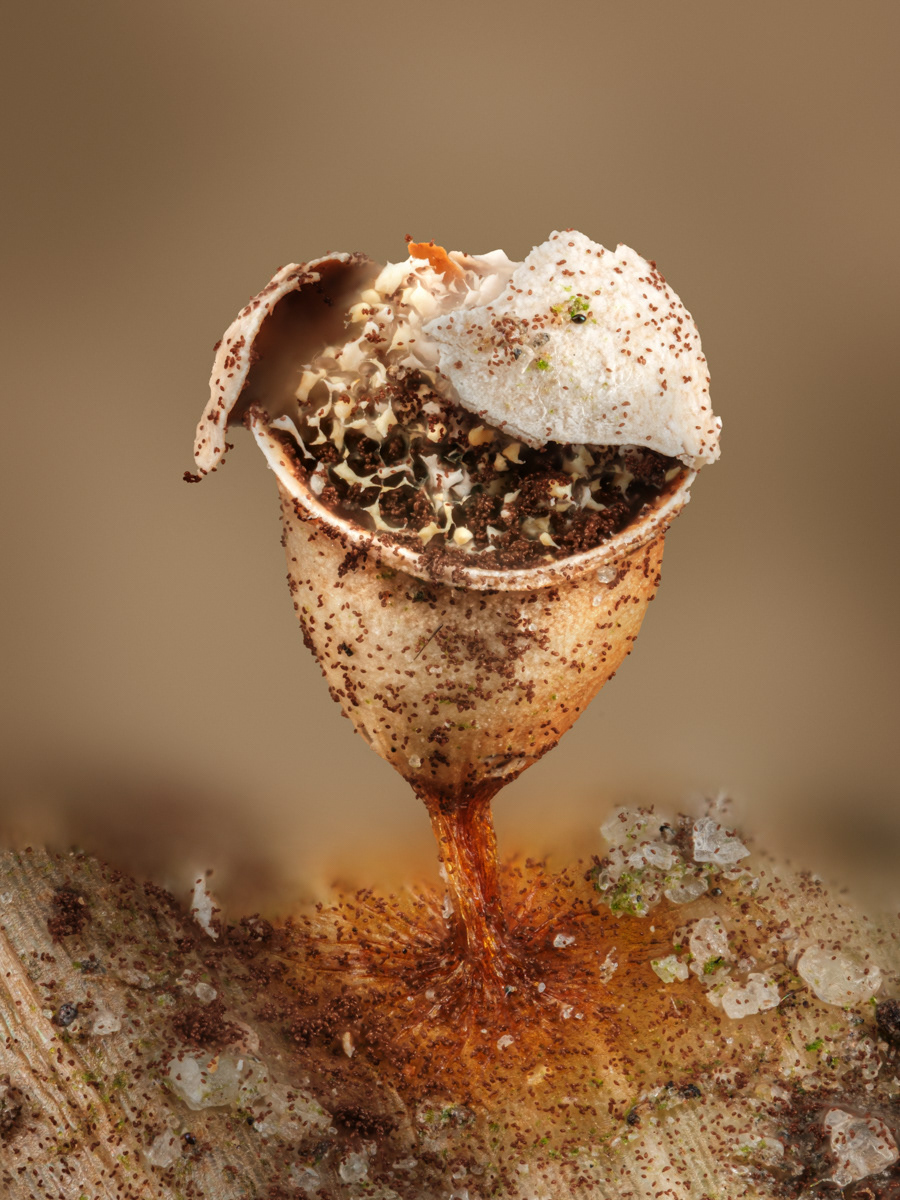 Craterium sp.