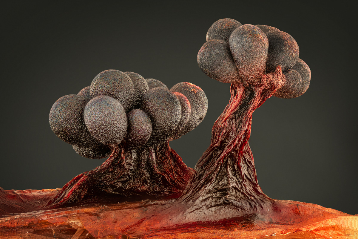 Metatrichia vesparium