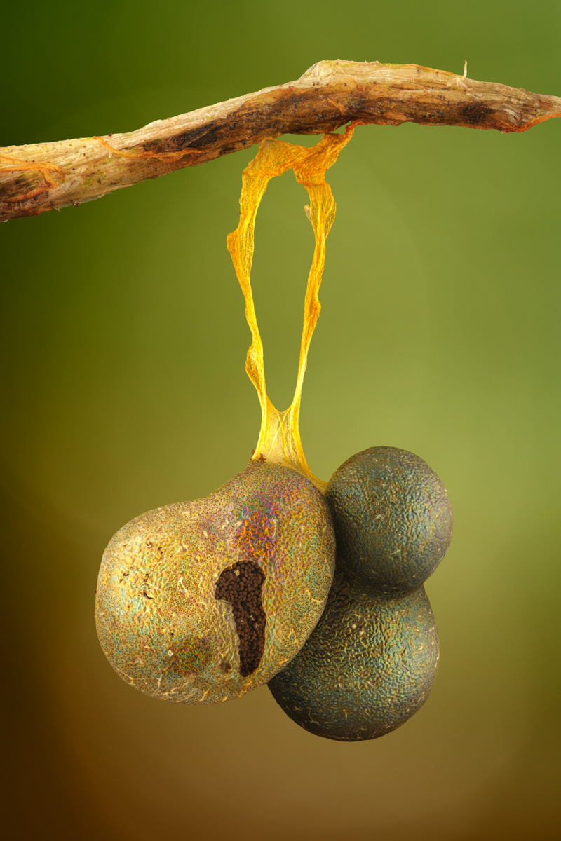 Badhamia utricularis