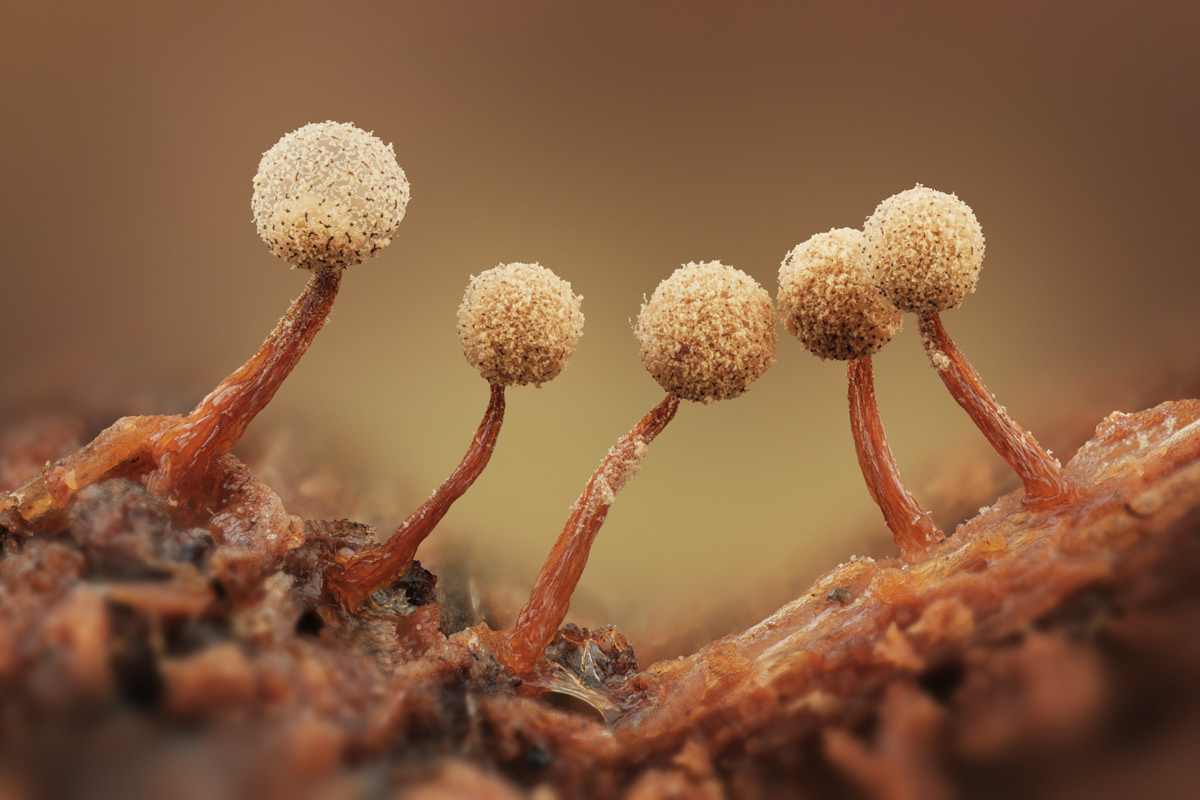 Cribraria rufa