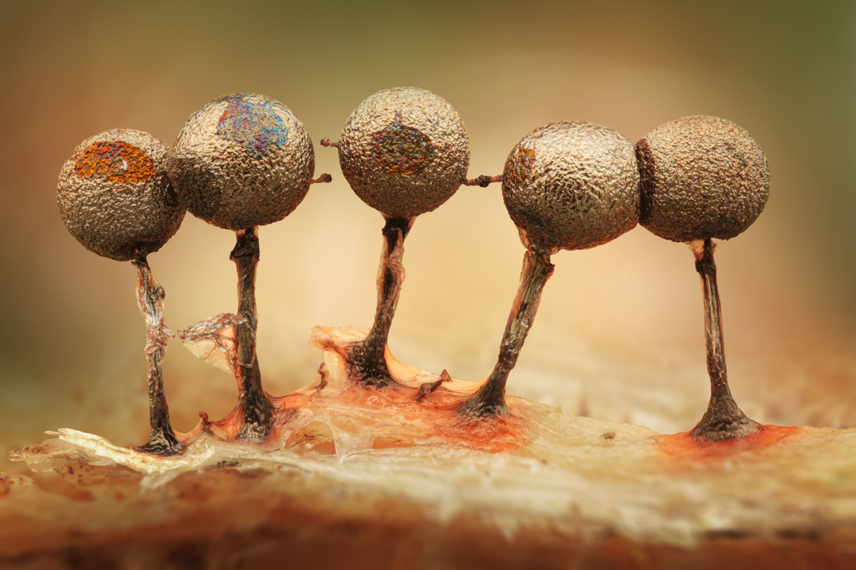 Collaria arcyrionema