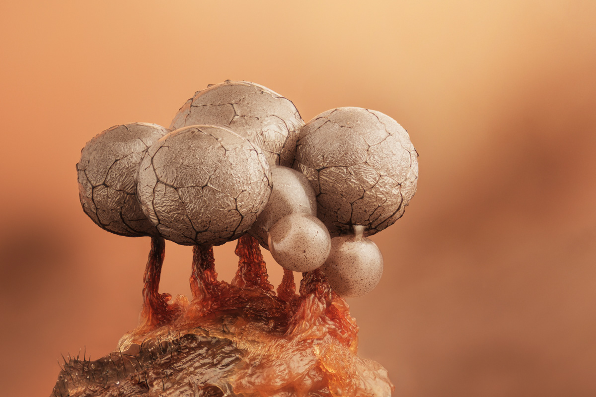 Cribraria argillacea