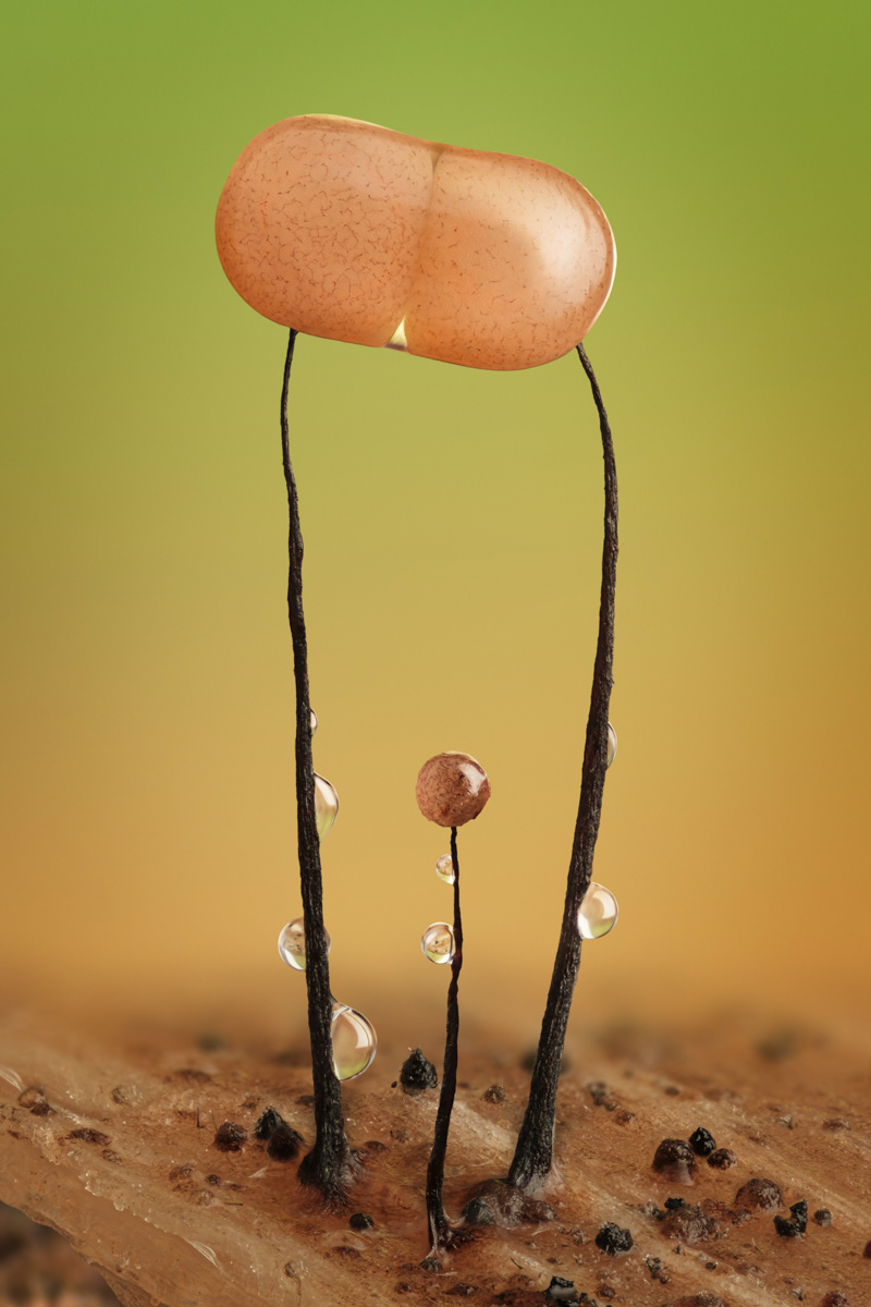 Comatricha nigra