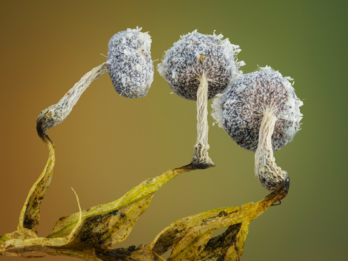Physarum sp.