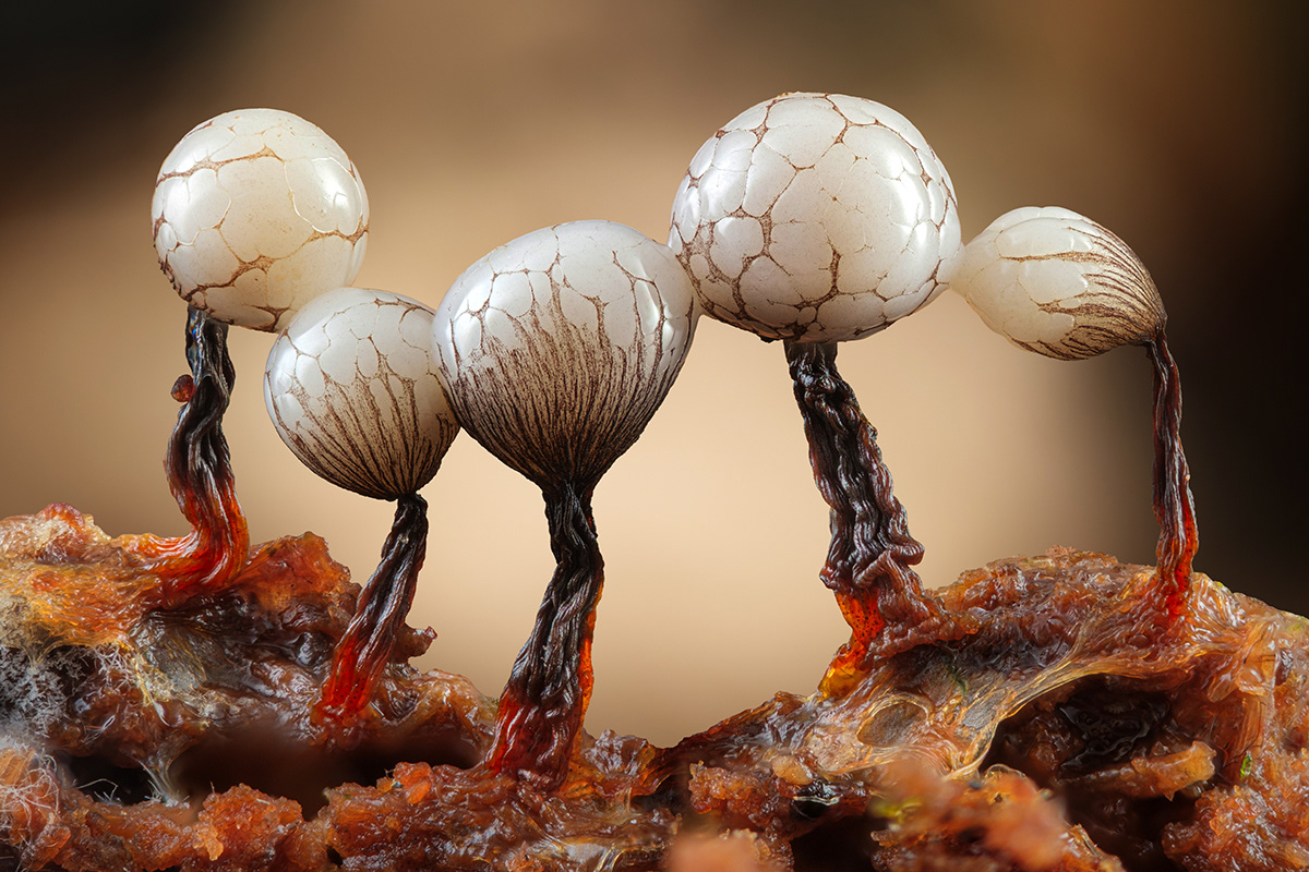 Cribraria rufa
