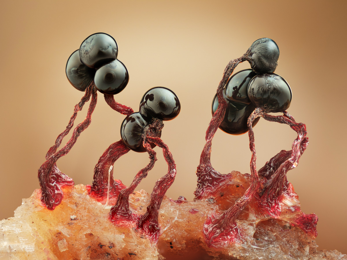 Cribraria cancellata