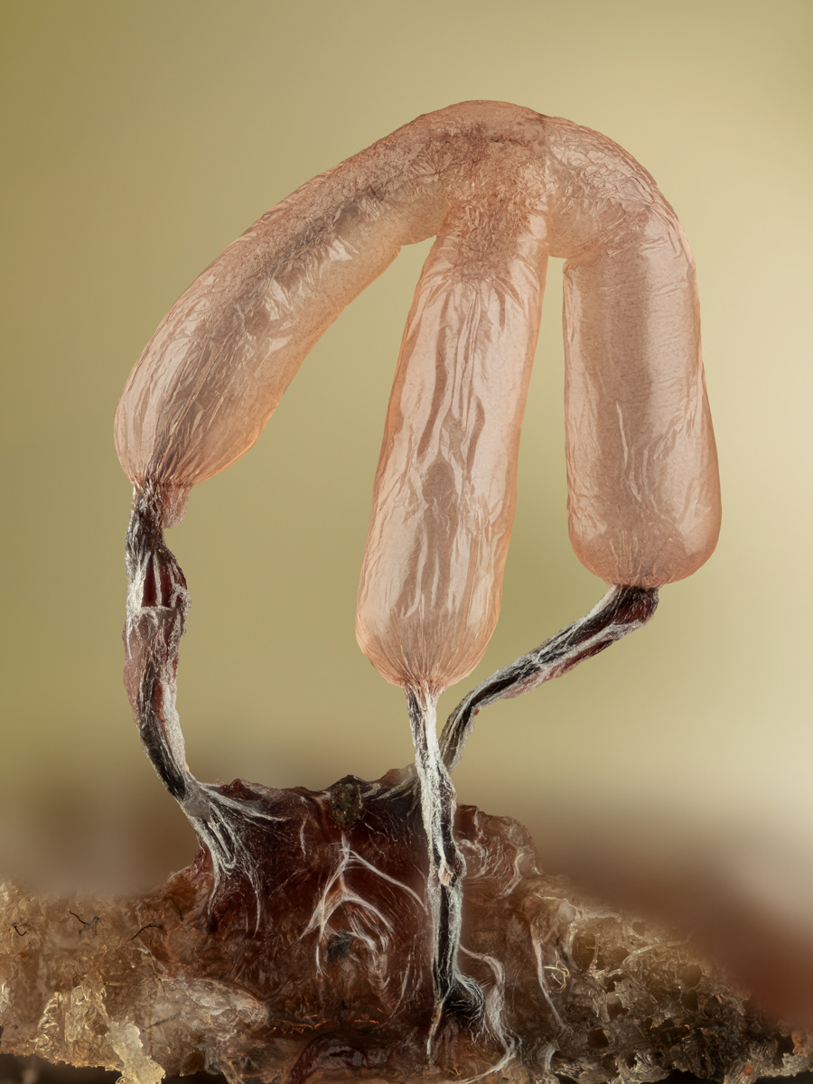 Stemonitopsis sp.