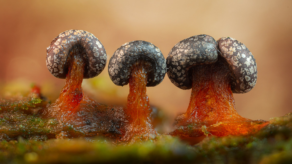 Diderma tigrinum