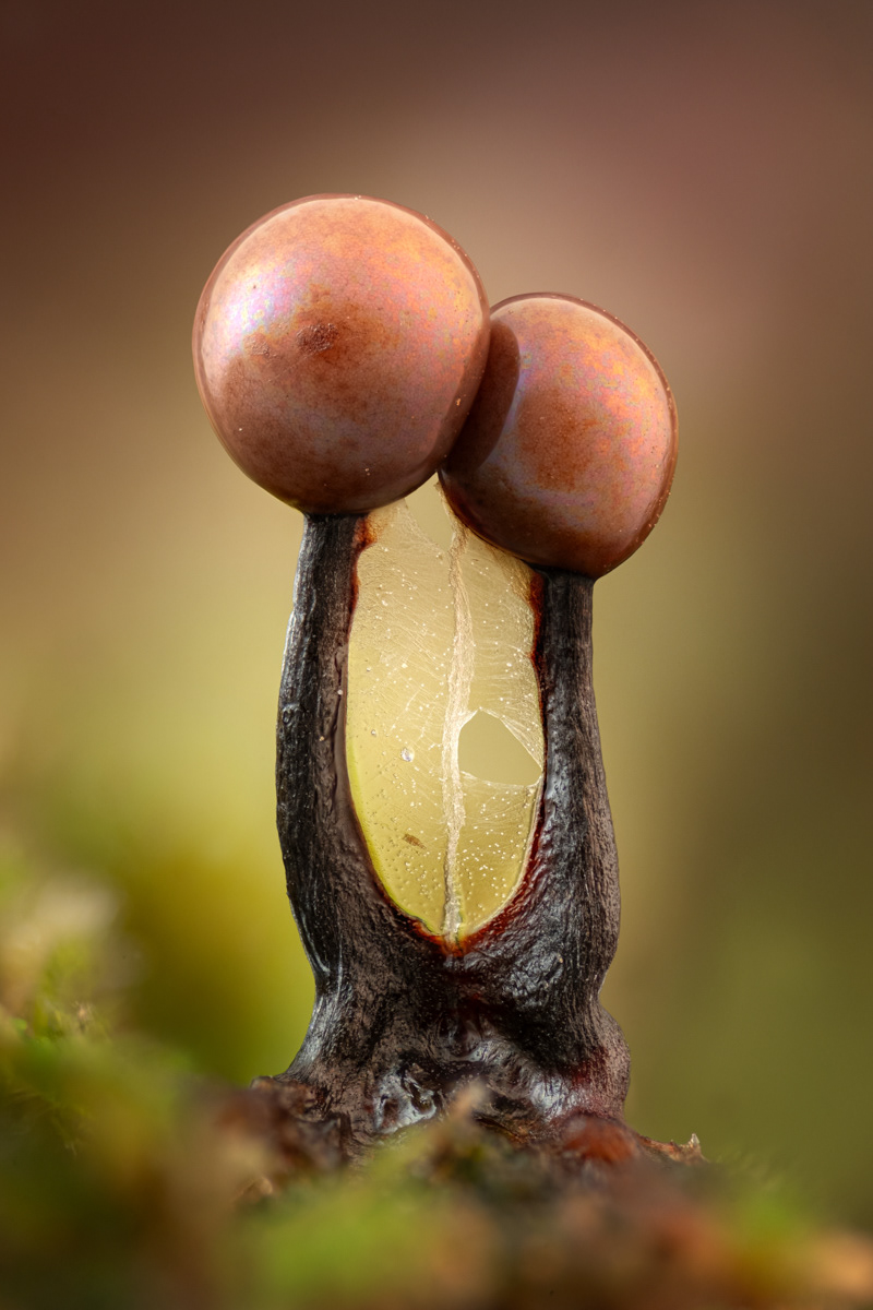 Lamproderma collumbinum