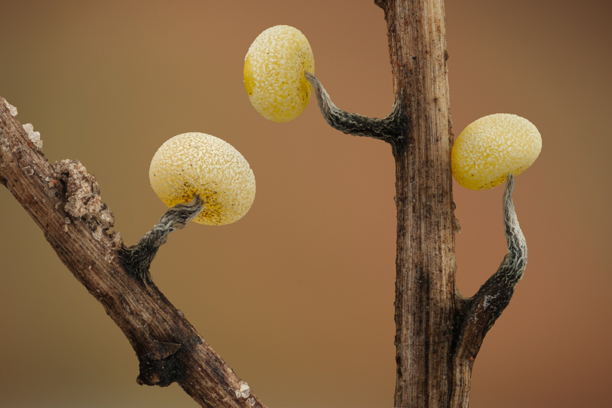 Physarum sp.