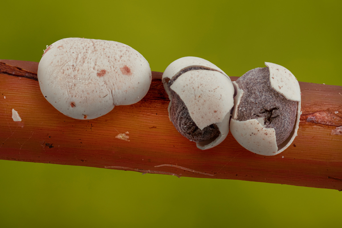 Diderma testaceum