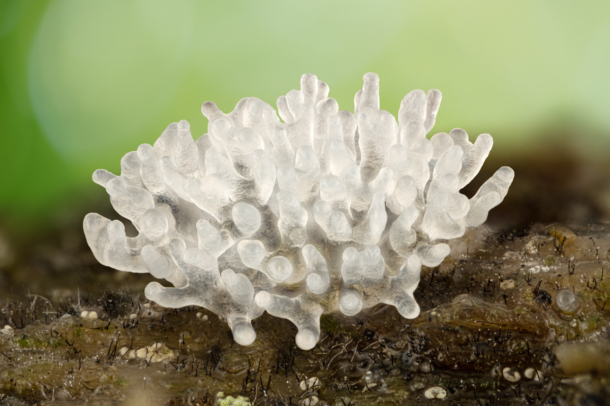 Ceratiomyxa fruticulosa