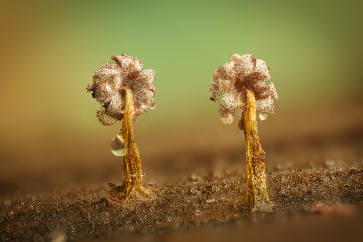 Physarum sp.