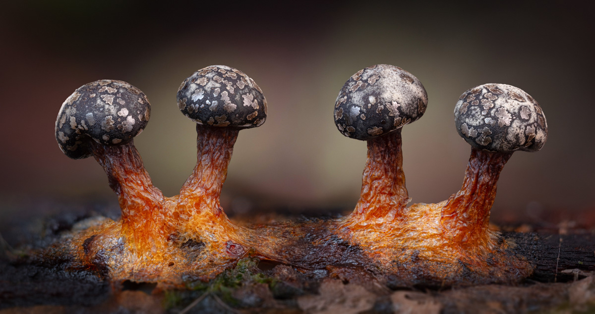 Diderma tigrinum