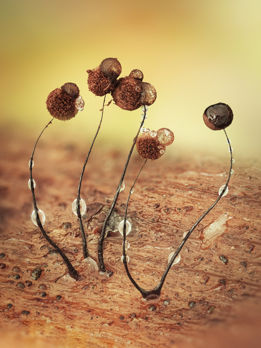 Comatricha nigra