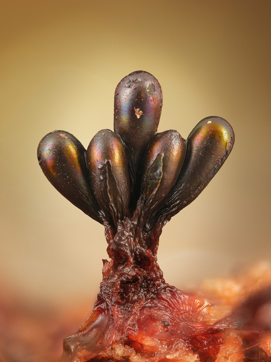 Metatrichia sp.
