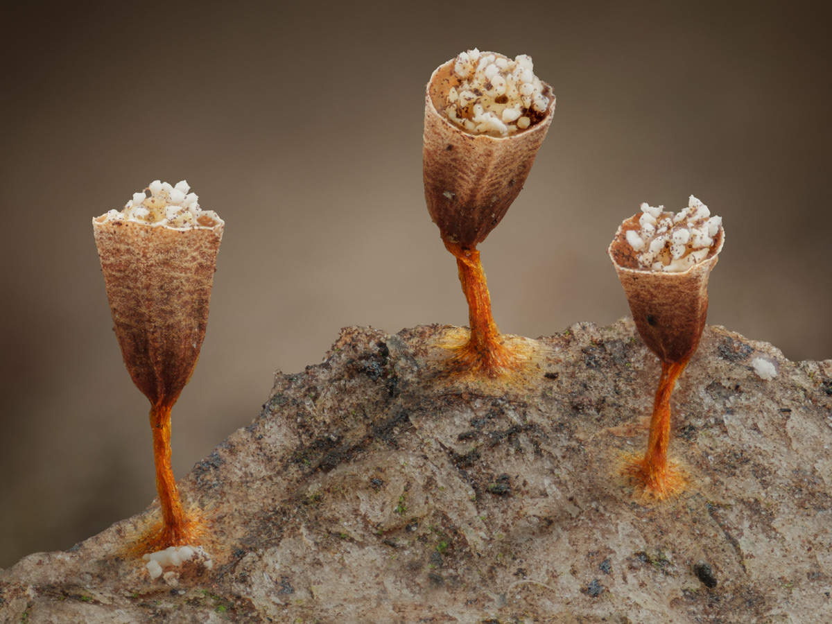 Craterium sp.