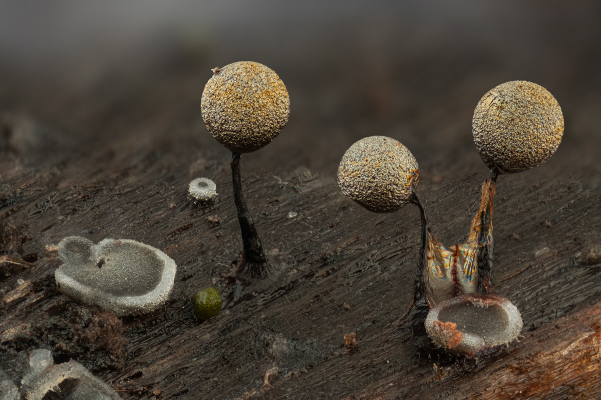 Lamproderma sp.