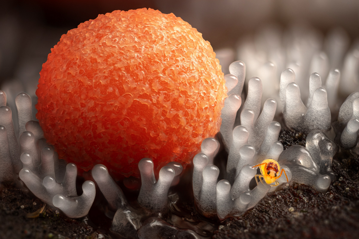Lycogala epidendrum/Ceratiomyxa fruticulosa/Collembola