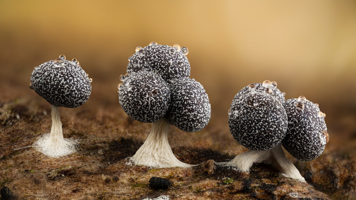 Physarum sp.
