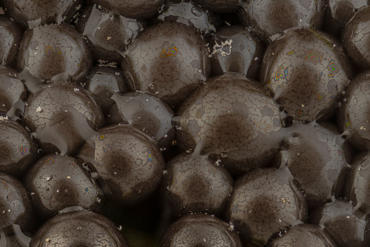 Cribraria argillacea