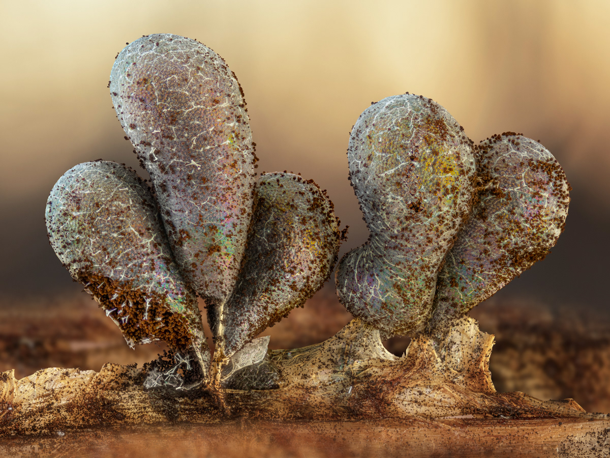 Badhamia sp