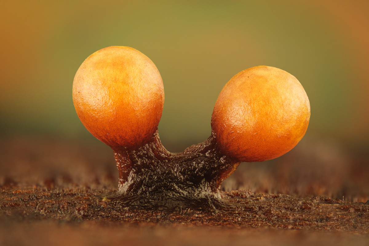 Trichia botrytis