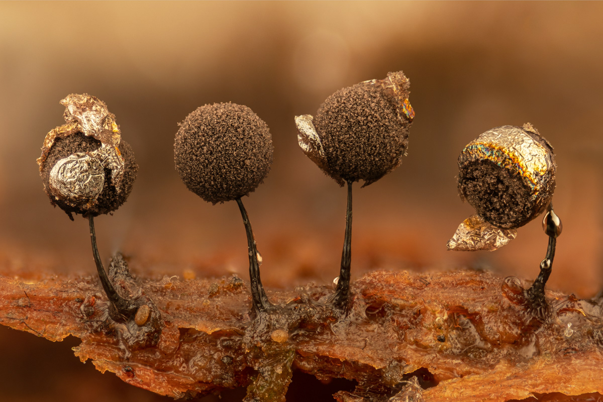 Lamproderma sp.
