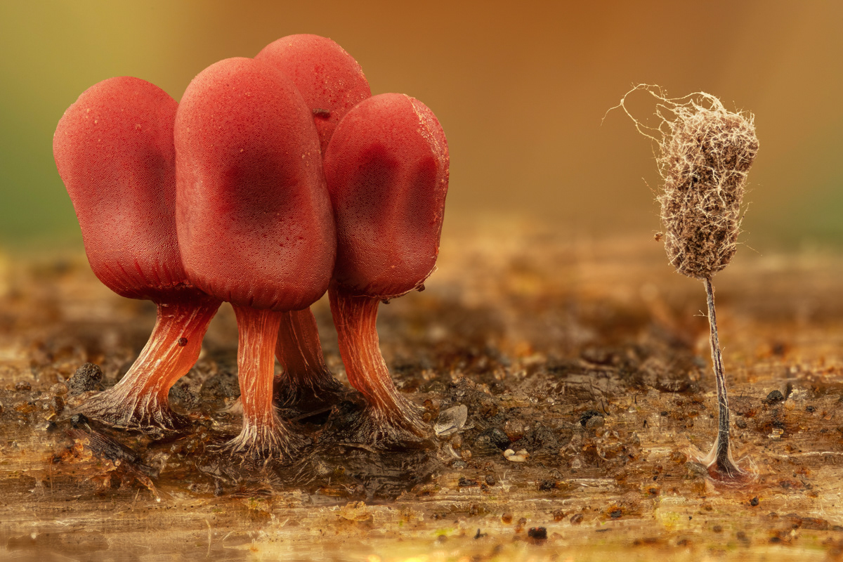 Arcyria denydata / Comatrichia sp.