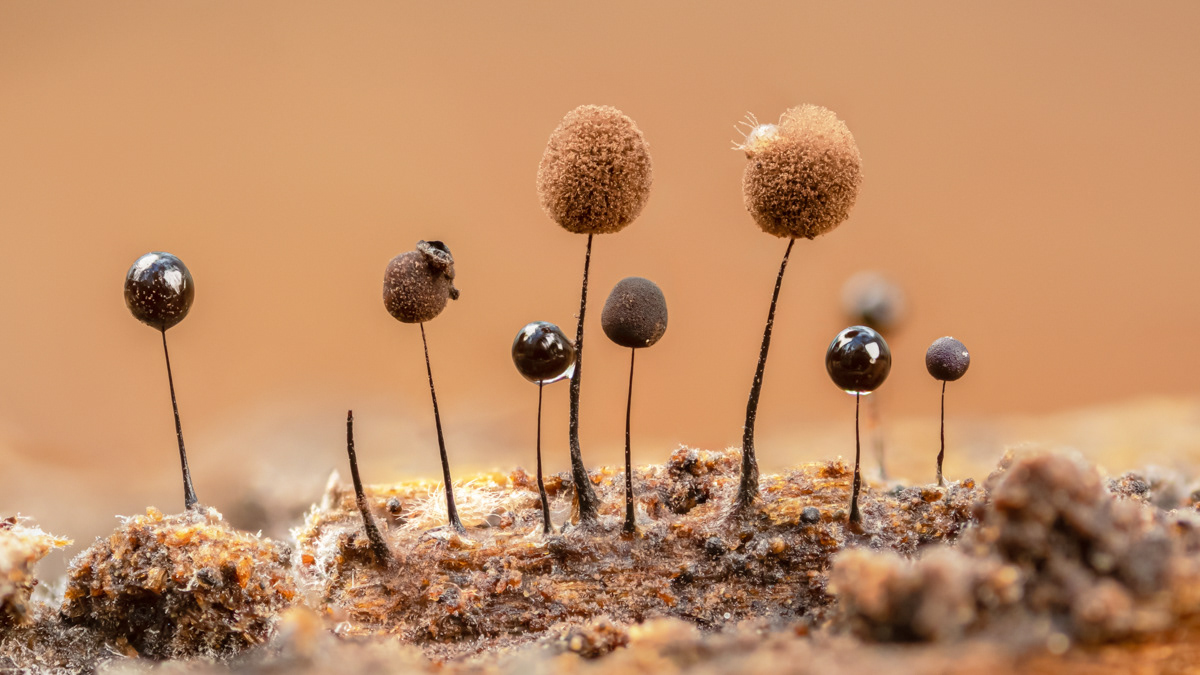 Comatricha nigra