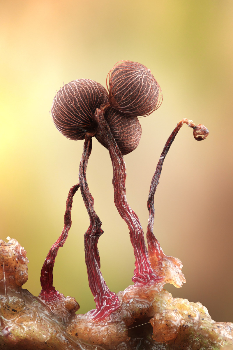 Cribraria cancellata