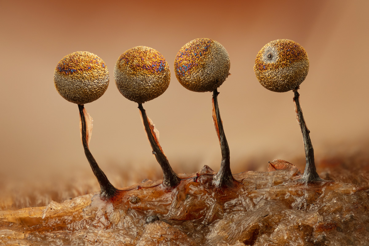 Lamproderma sp.