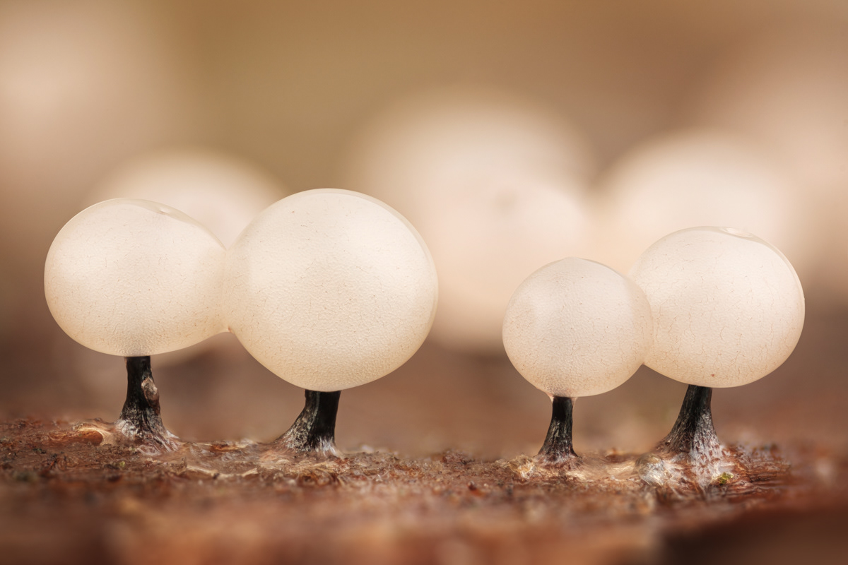 Enerthenema papillatum