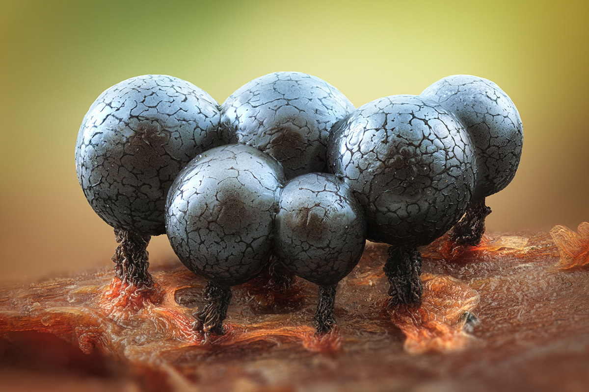 Cribraria argillacea