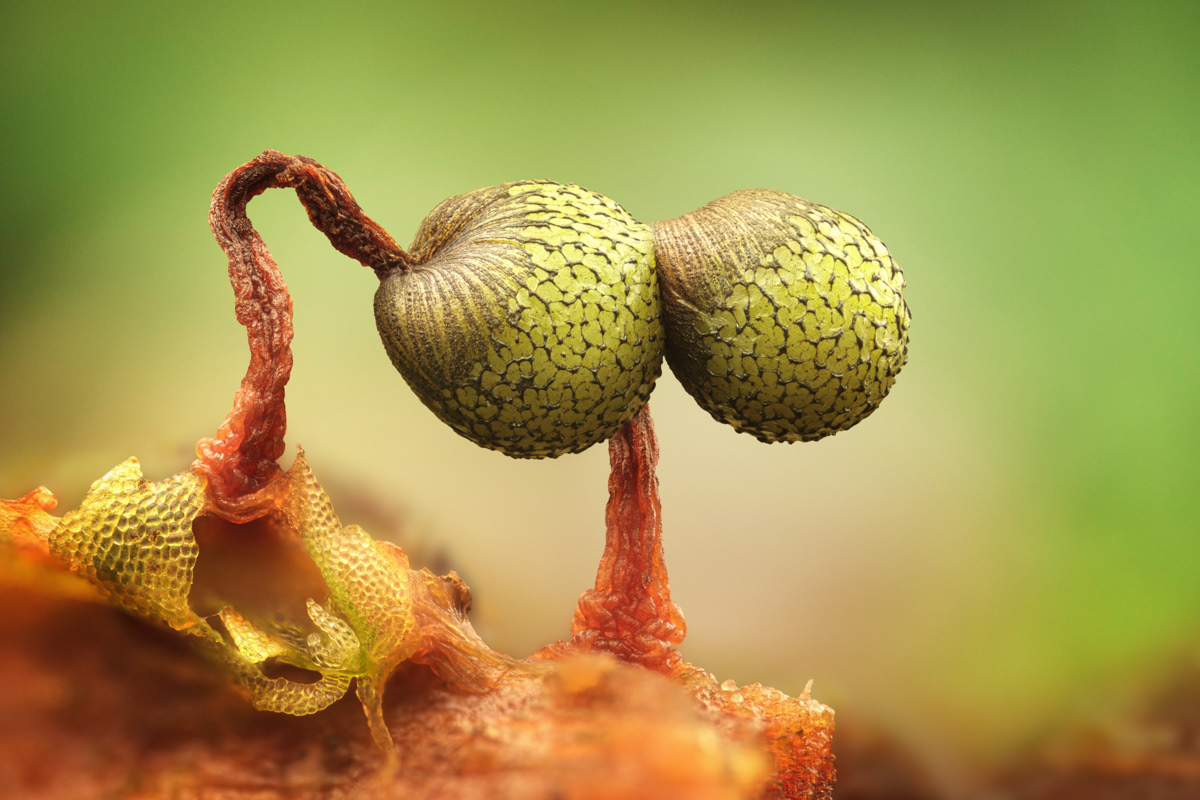 Cribraria auriantiaca