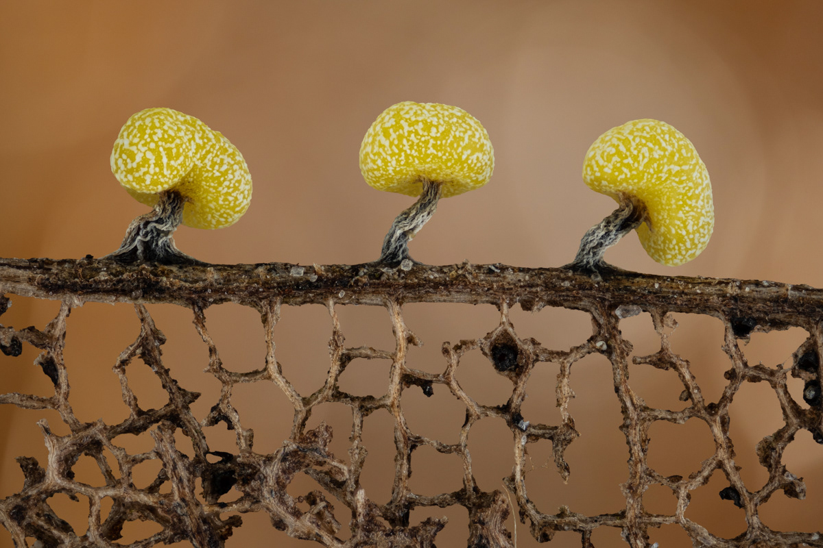 Physarum viride var. Aurantium