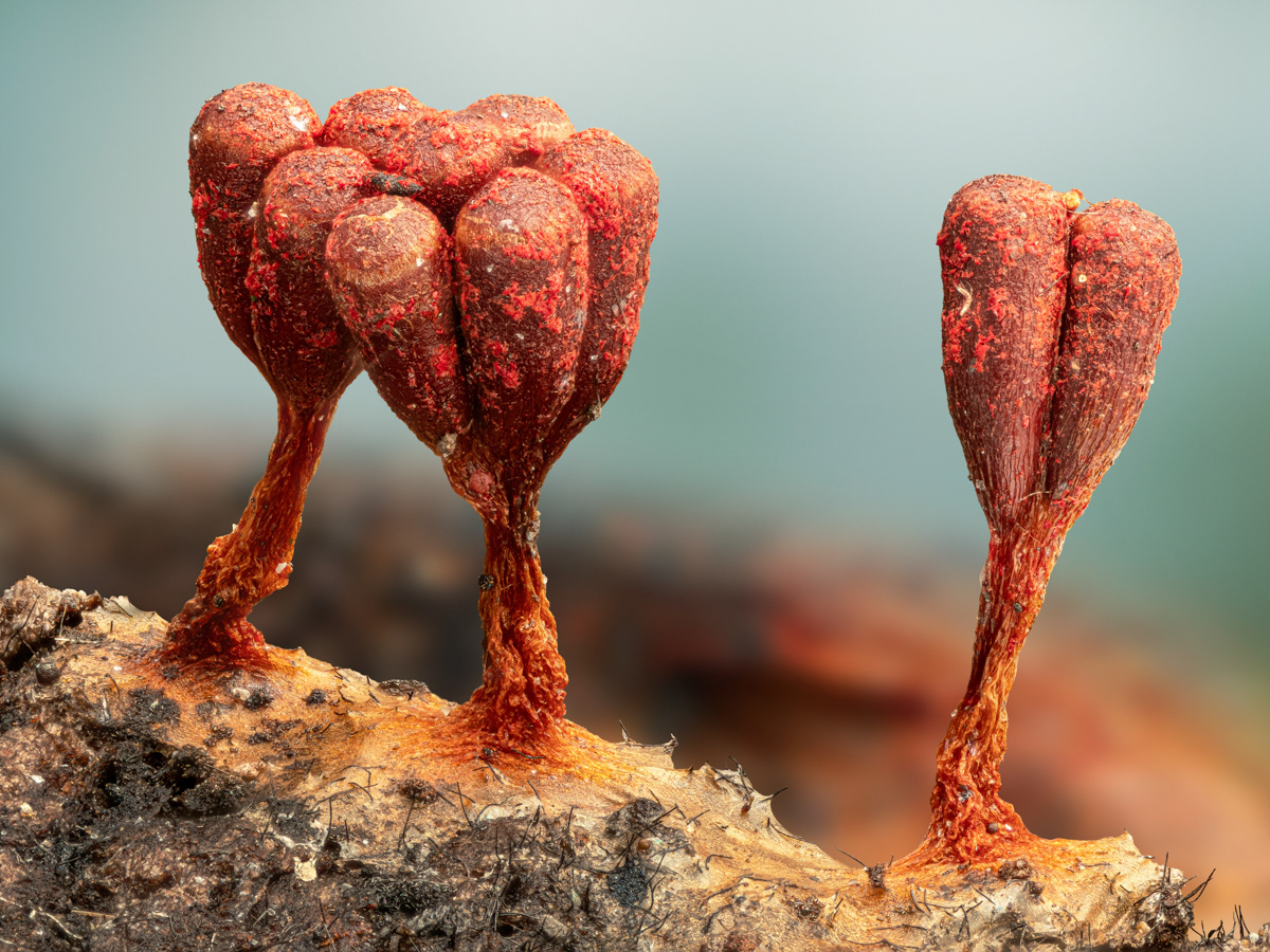 Metatrichia sp.