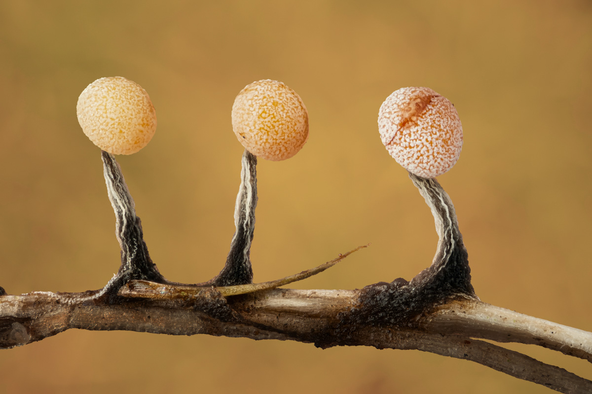 Physarum sp.