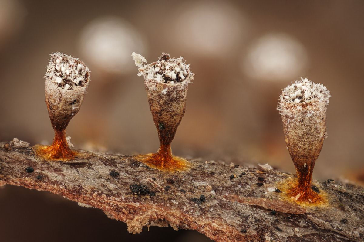 Craterium sp.