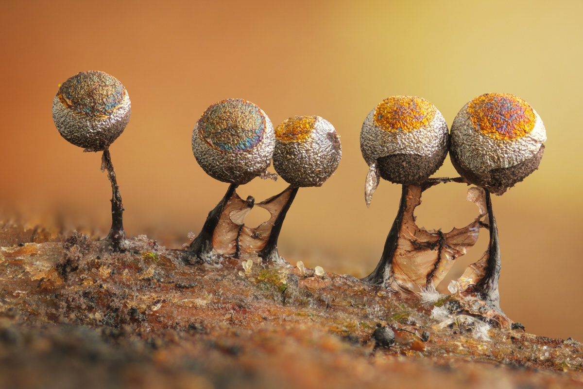 Lamproderma sp.