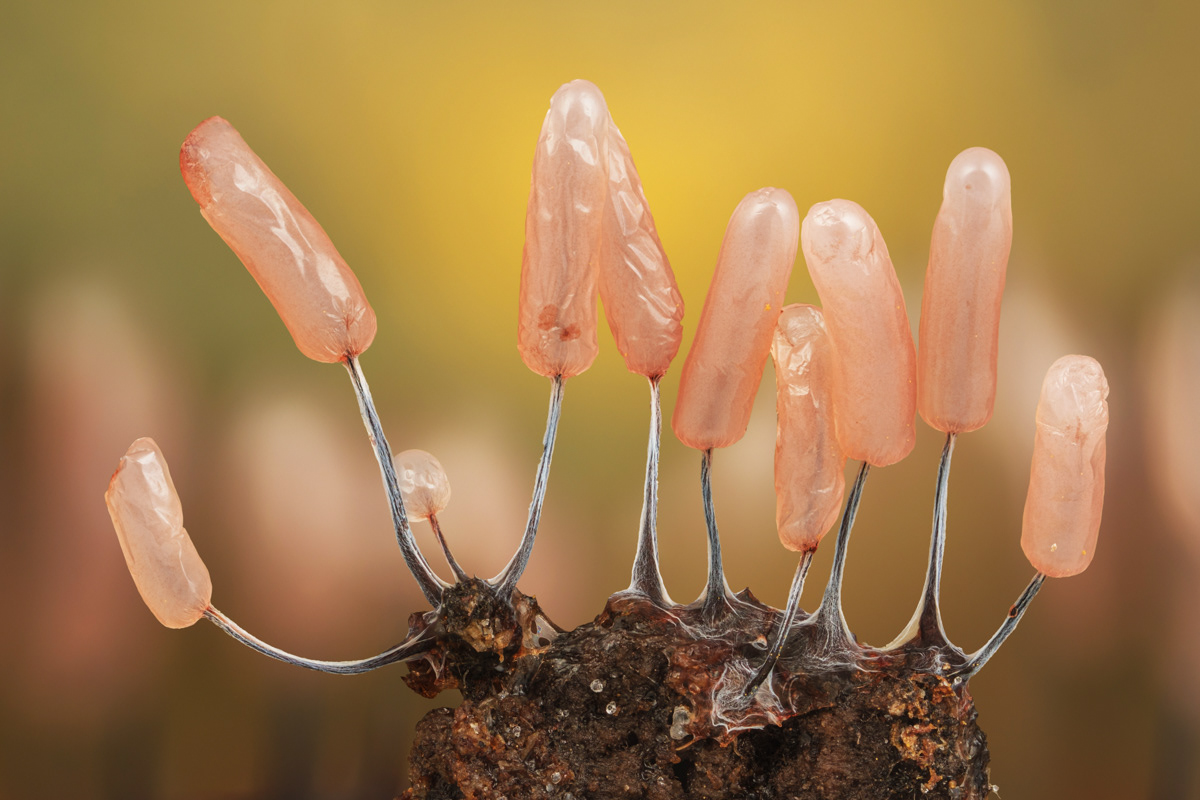 Stemonitopsis typhina